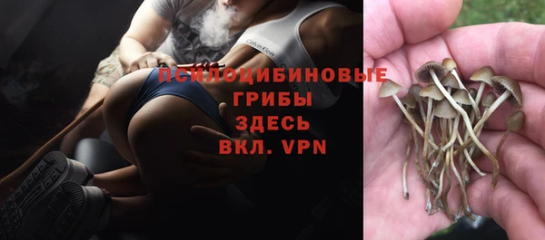 сатива Аркадак