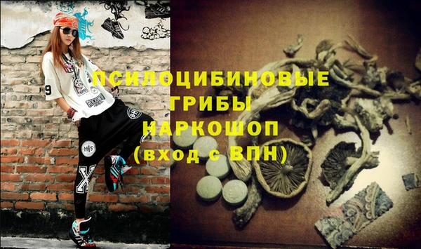 сатива Аркадак
